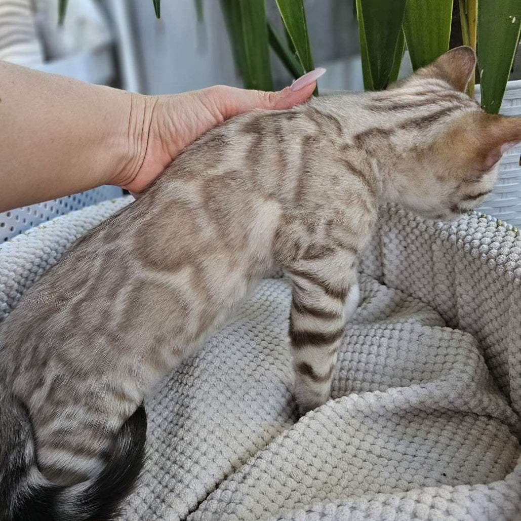 Vanilla Ice Bengal male, black spotted tabby pointed