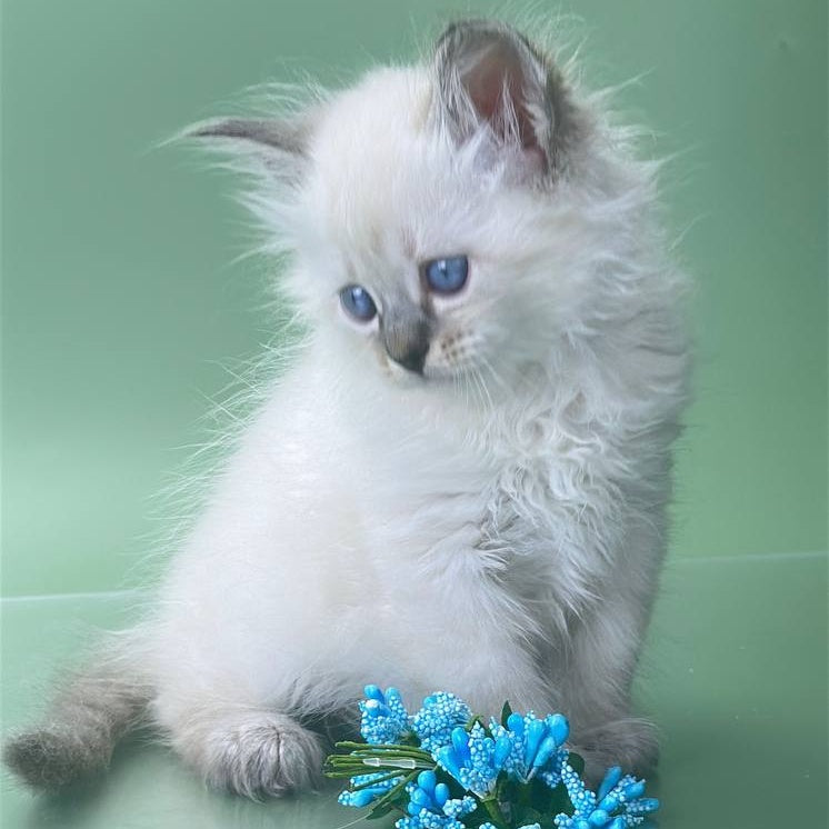 Archer Siberian male, seal tabby pointed