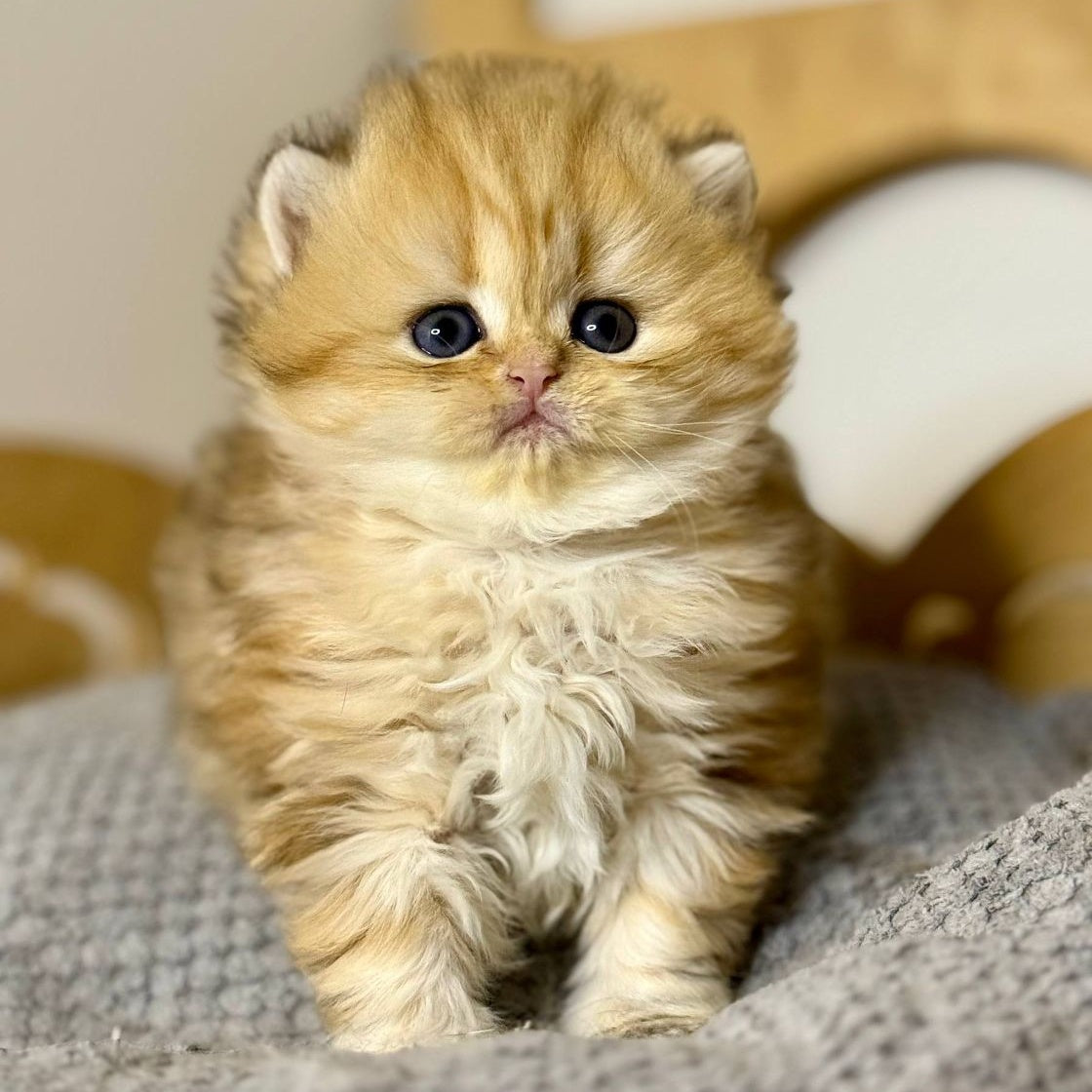 Nori Scottish Straight male, black golden tabby