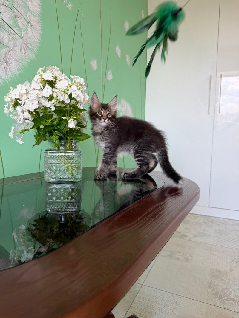 Tom Maine Coon male, black ticked tabby