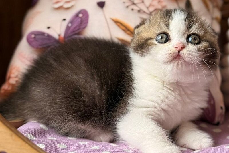 Fillip Scottish Fold male, black ticked tabby bicolour