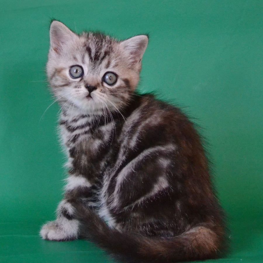 Ola Scottish Straight female, black tortie silver tabby