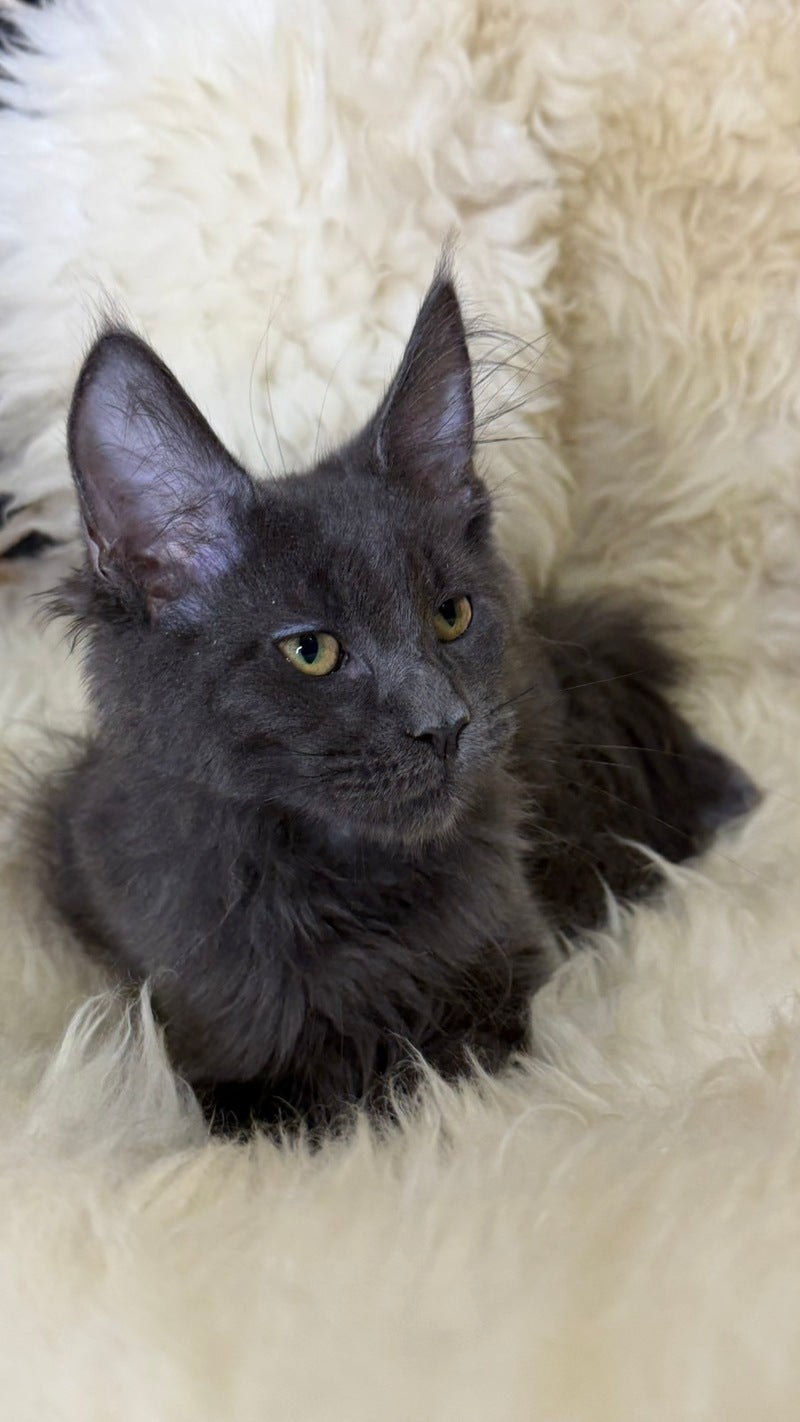 Quix Maine Coon male, blue