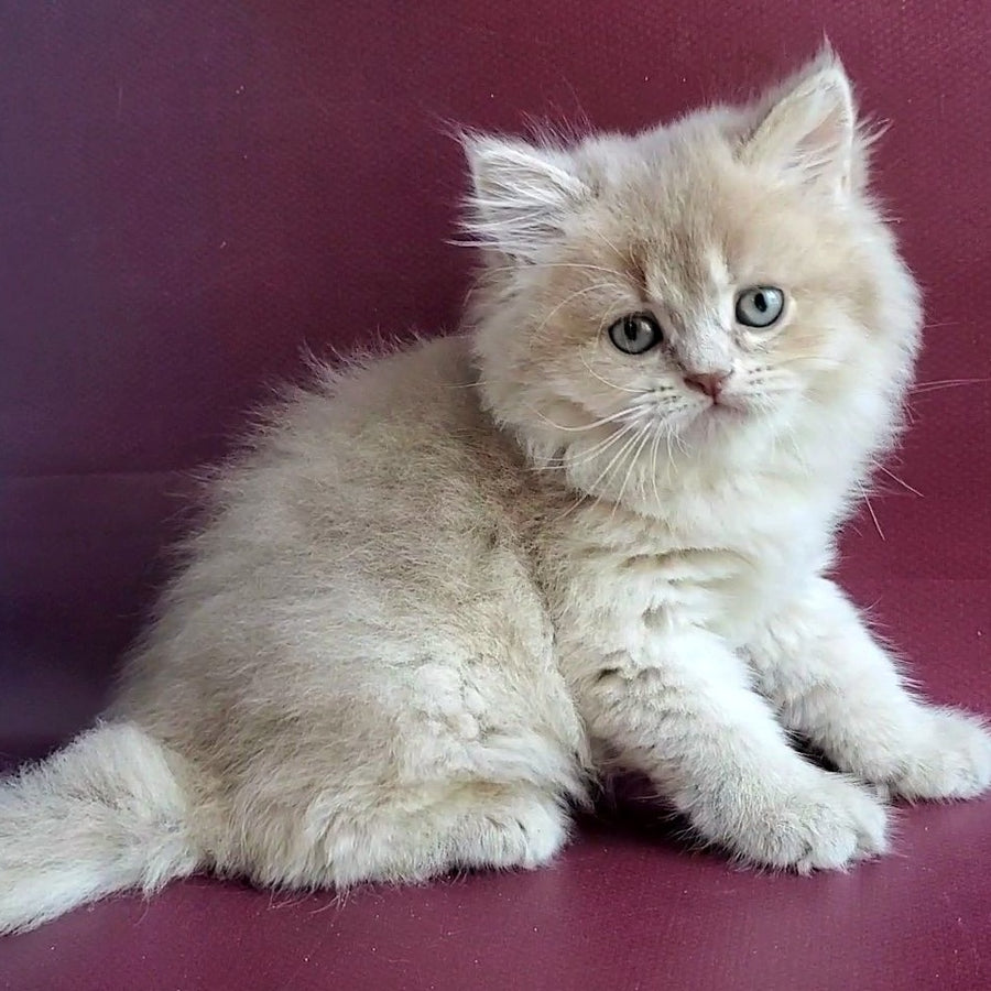 Agata British Longhair female, lilac golden shaded