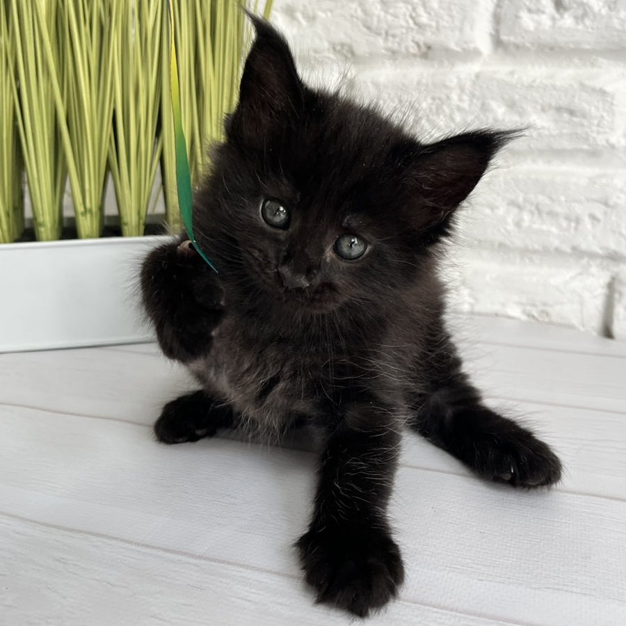 Julie Maine Coon female, black