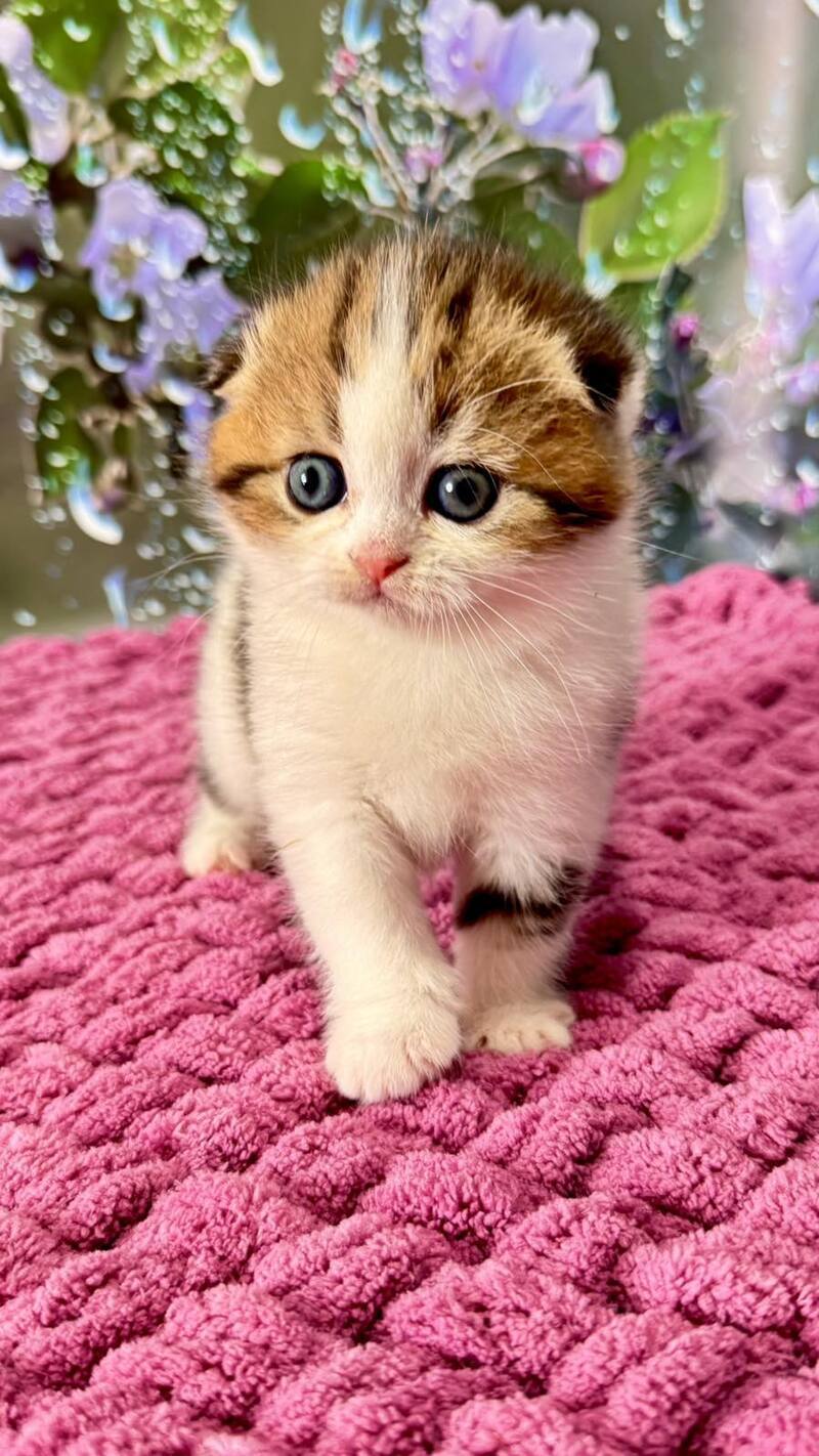 Fiona Scottish Fold female black tabby bicolour - live animals