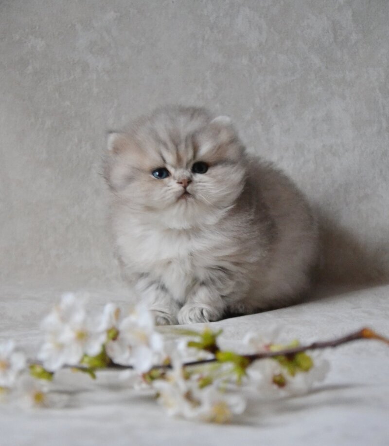 Onyx British Longhair male blue golden ticked tabby - live animals