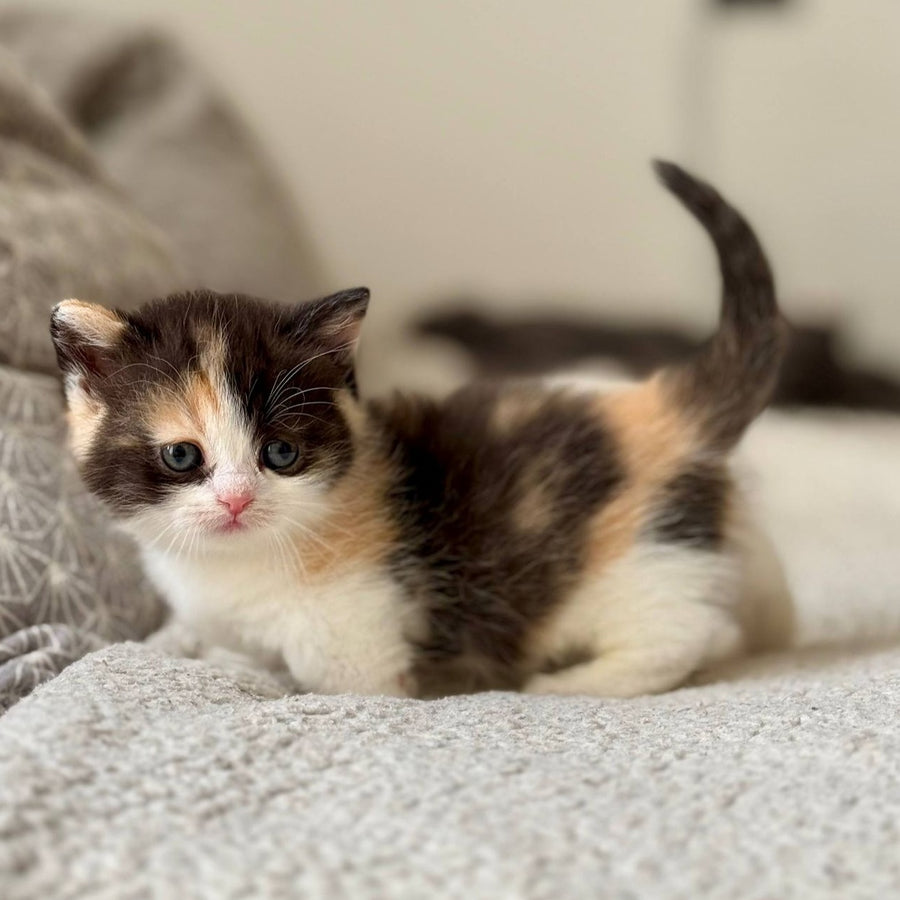 Bibi Munchkin female, black tortie bicolour