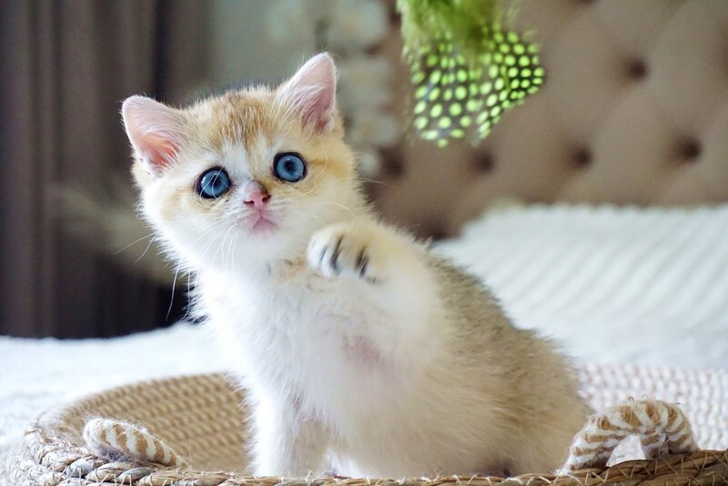 Gabi British Shorthair female, black golden shaded with white