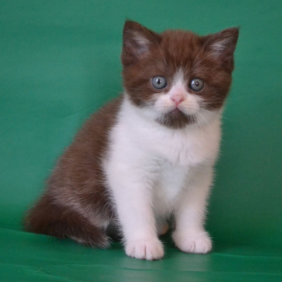 Peter Scottish Straight male, chocolate silver bicolour