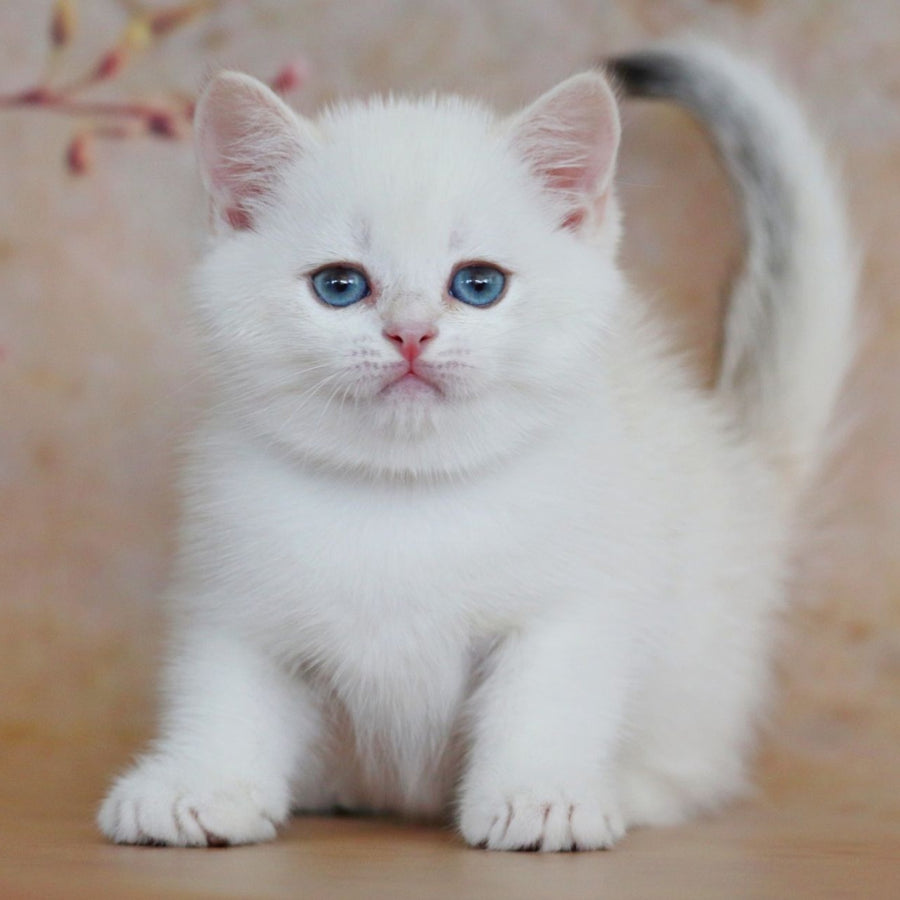 Yanis British Shorthair male, black golden chinchilla pointed