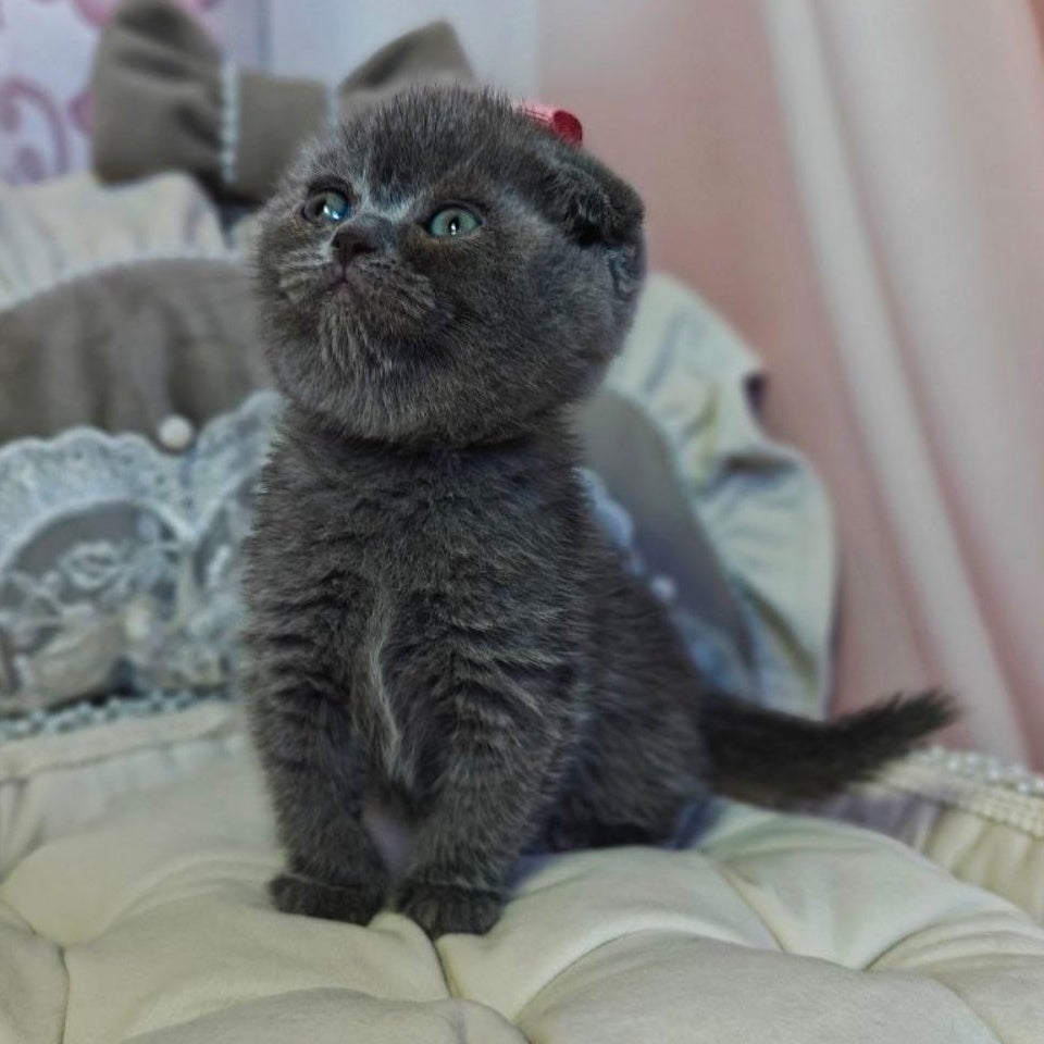 Xena Scottish Fold female, blue