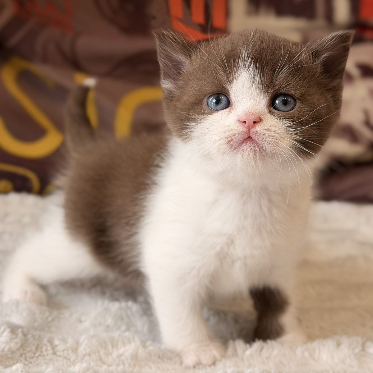 Ace British Shorthair male, chocolate bicolour