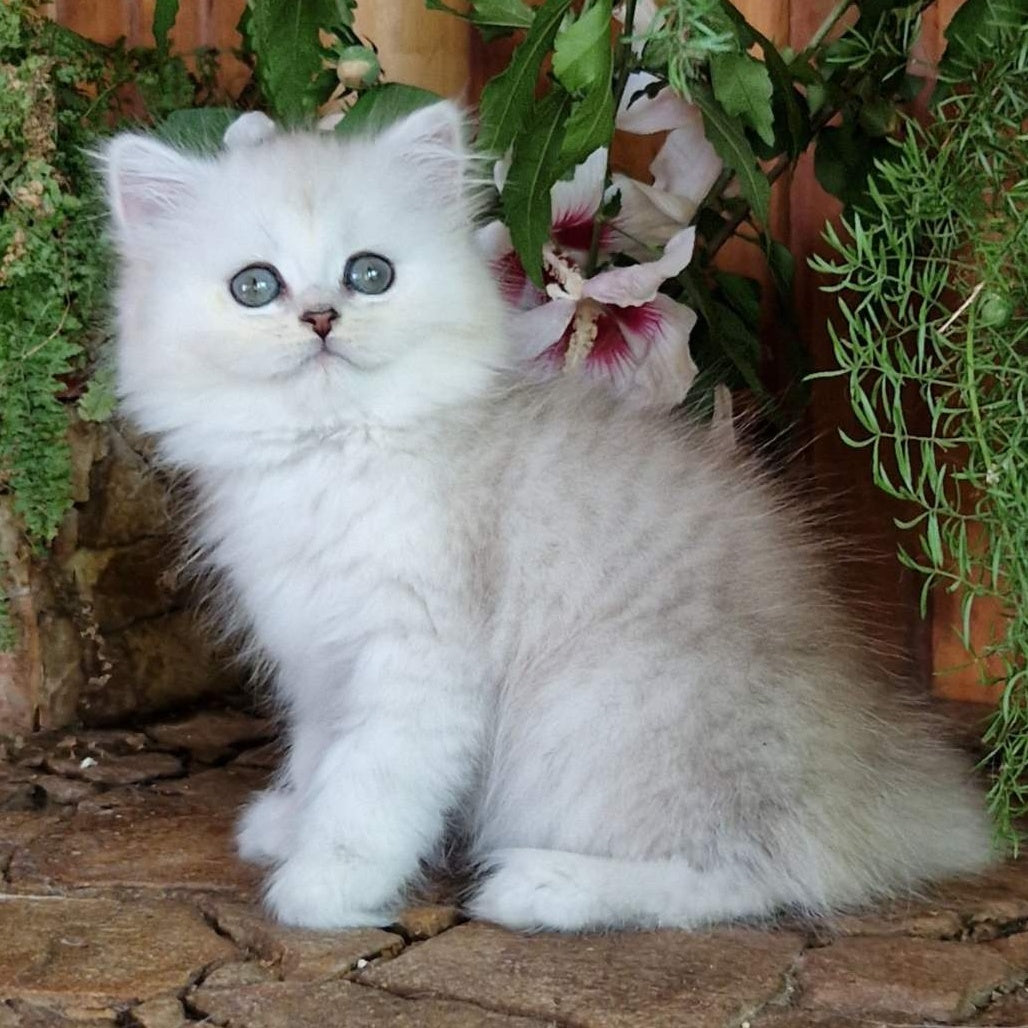 Periel British Longhair female, black silver shaded