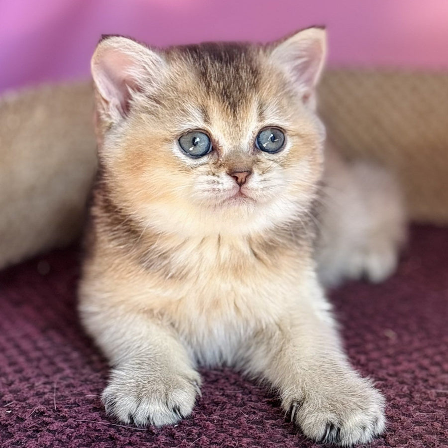 Sisi British Shorthair male, black golden ticked tabby