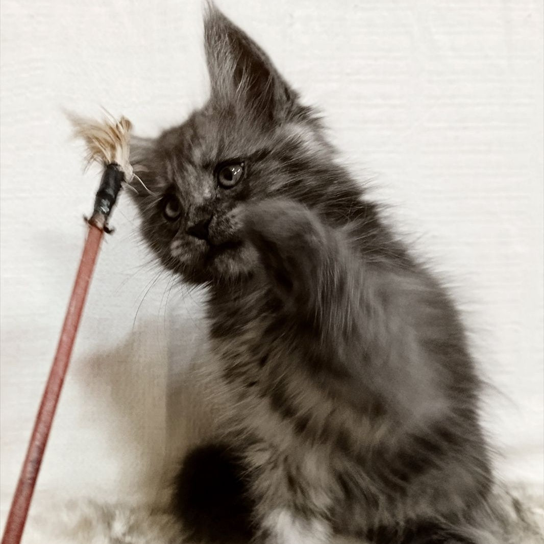 Forensic Maine Coon male, black silver