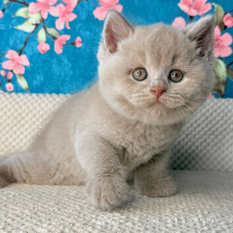 Gabby British Shorthair male, fawn