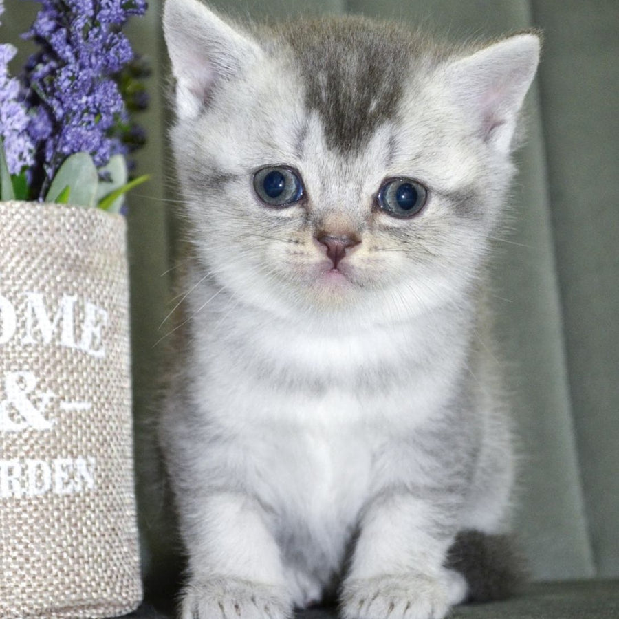 Anet Scottish Straight female, blue silver ticked tabby