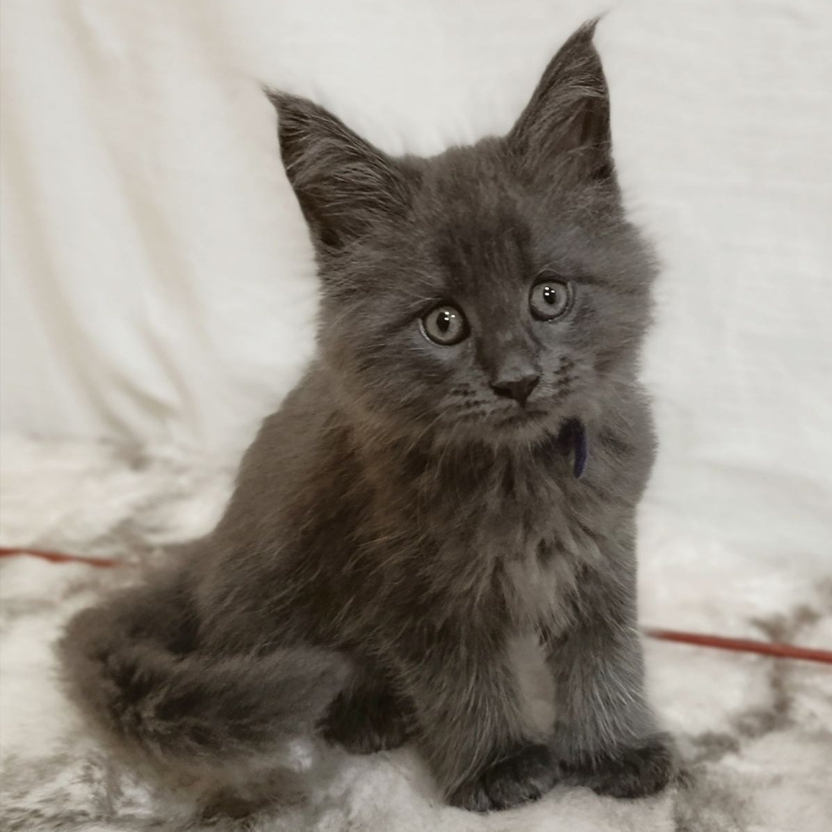 Felix Maine Coon male, blue silver