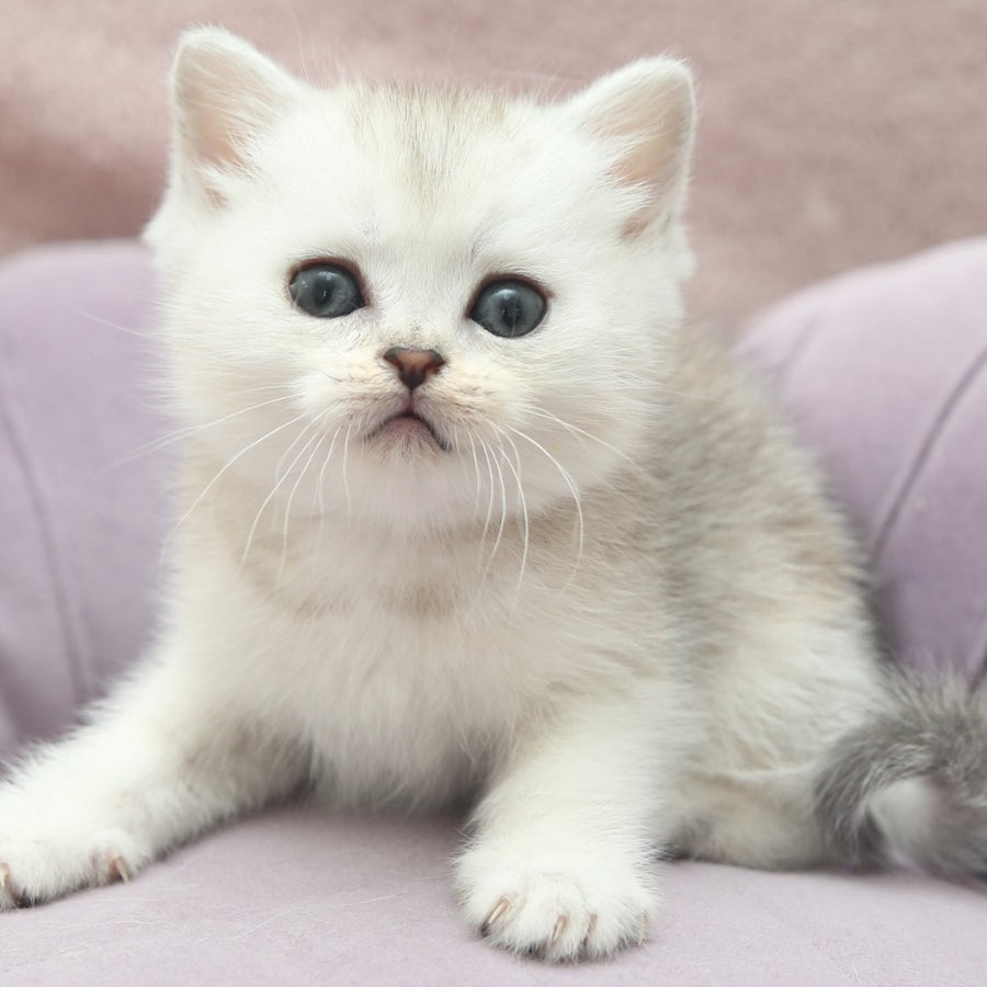 Jenny Scottish Straight female, black silver shaded