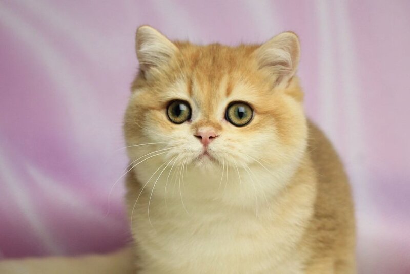 Baton British Shorthair male, black golden chinchilla