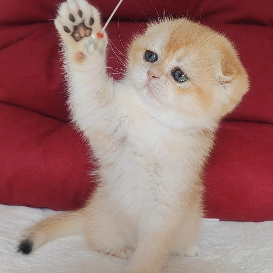 Yasmin Scottish Fold female, black golden chinchilla
