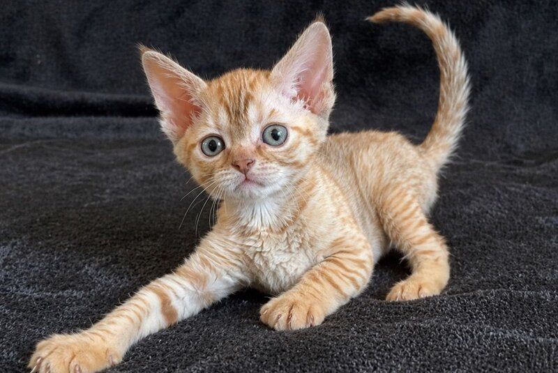Bonya Devon Rex female red spotted tabby - live animals