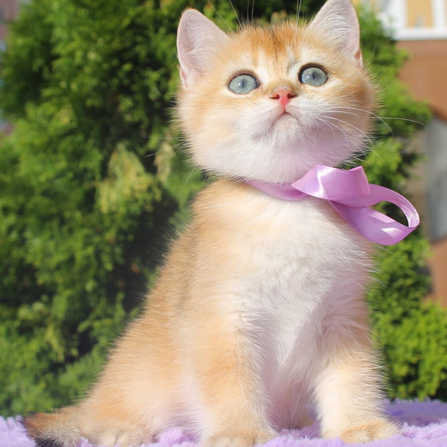 Helen British Shorthair female, black golden shaded