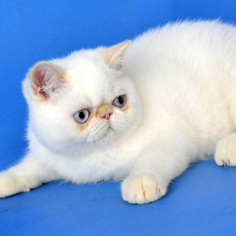Lucas Exotic male, cream pointed
