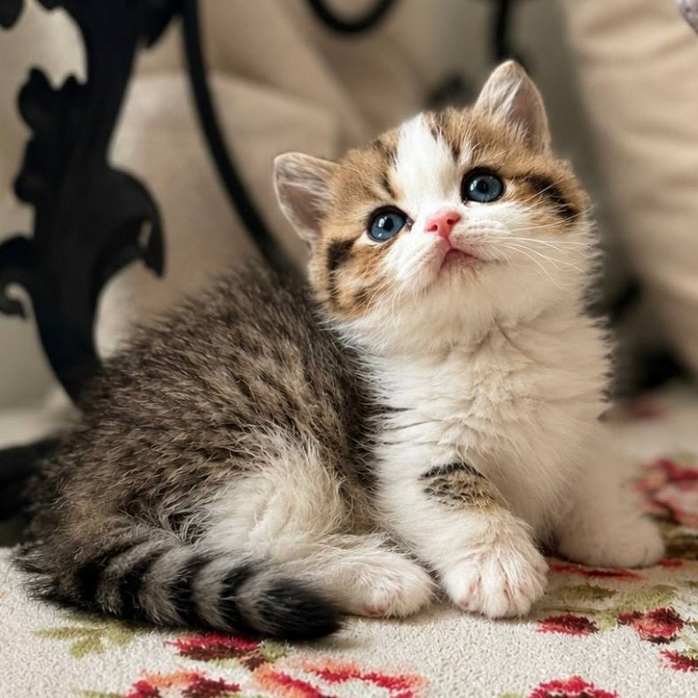 Simic Munchkin male, black golden spotted tabby bicolour