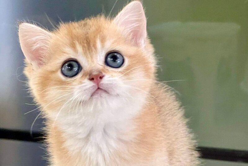 Darvin British Shorthair male black golden shaded - live animals