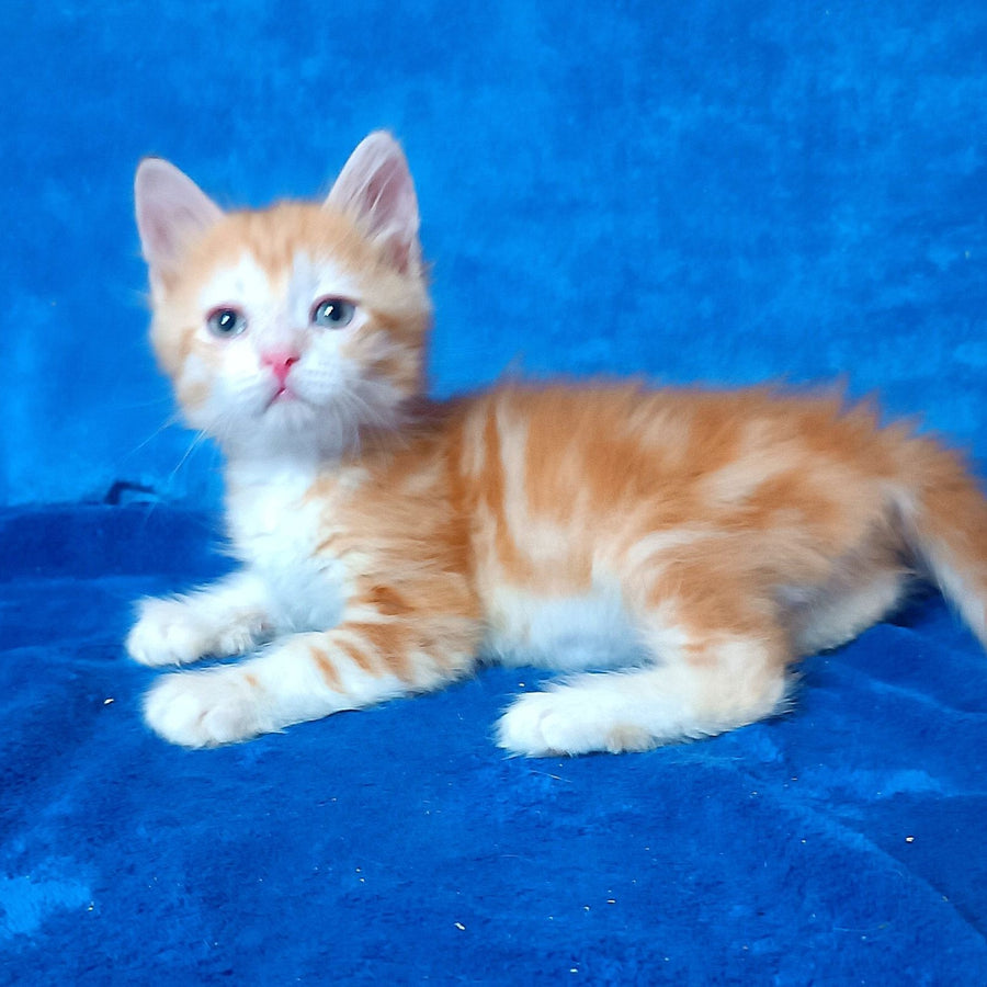 Elizabet Siberian female, red tabby with white