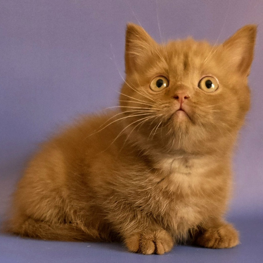 Baton Scottish Fold male, cinnamon