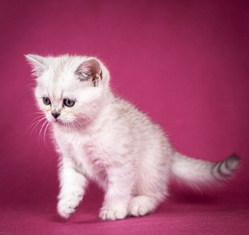 Cameron Scottish Straight male black silver shaded - live animals