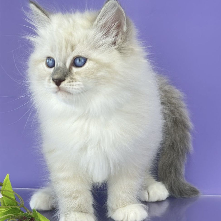 Zephire Siberian male, blue tabby pointed with white