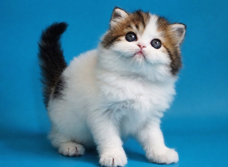 Vesnushka Scottish Straight female black tabby van - live animals