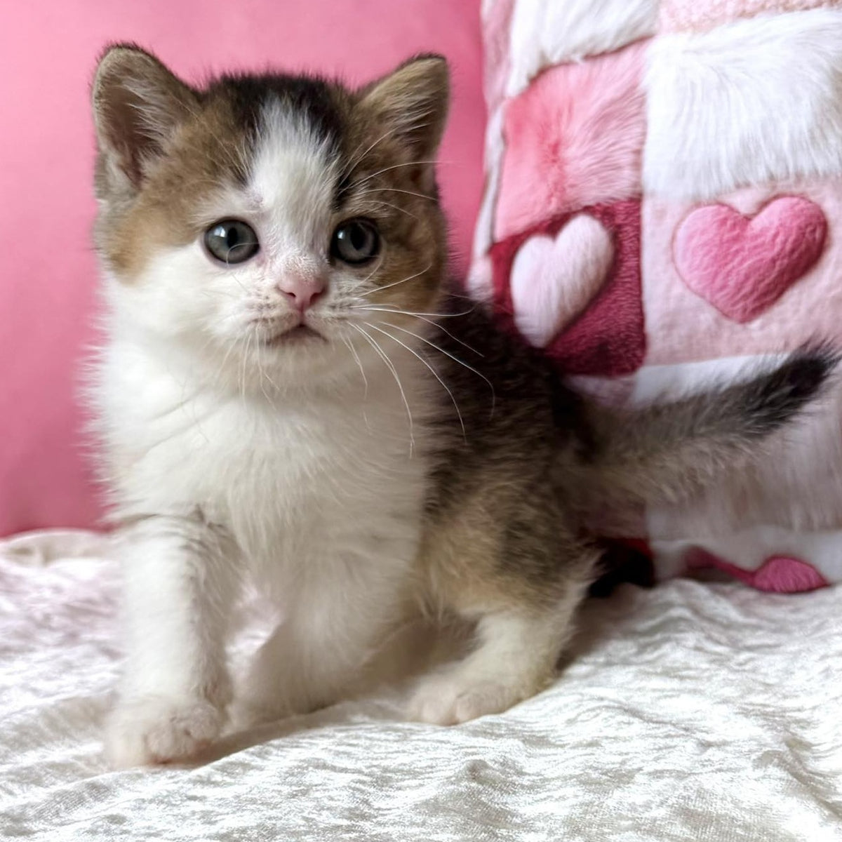 Iriska British Shorthair female, black golden ticked tabby bicolour