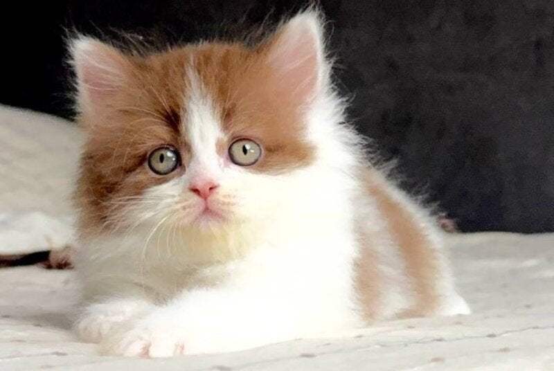 Harry British Longhair male, cinnamon bicolour