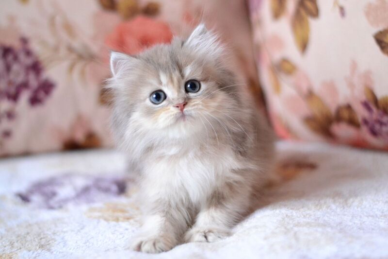 Gray British Longhair male, blue golden shaded