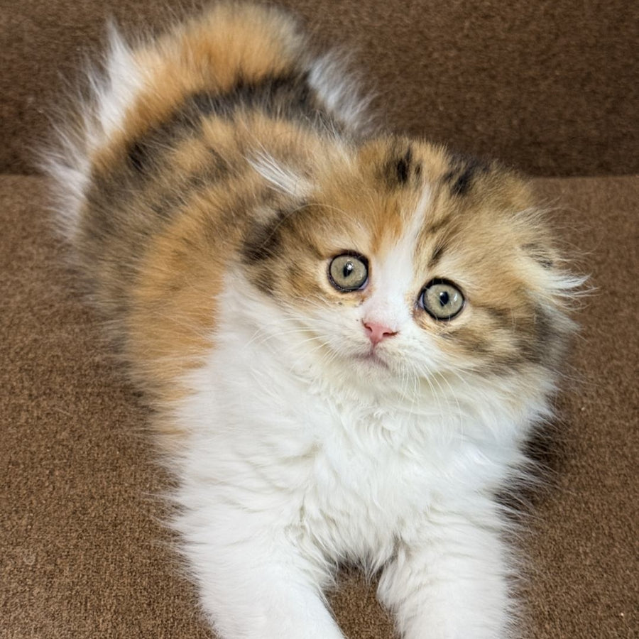 Carmelita Scottish Fold female, black tortie bicolour