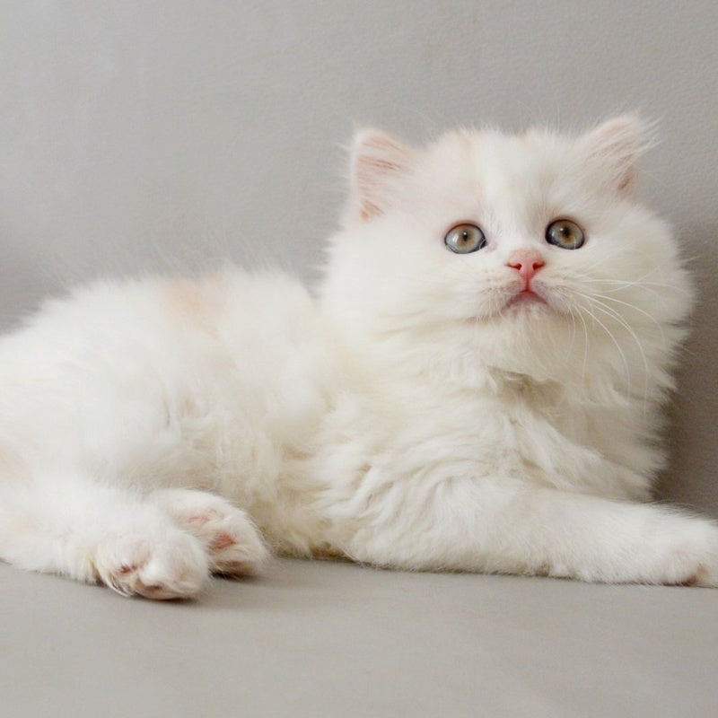 Wasilisa Scottish Straight female, red silver tabby van