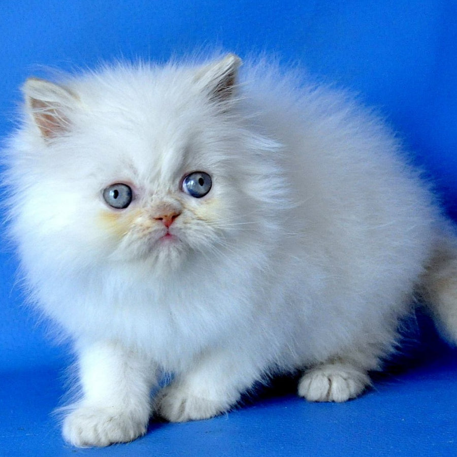 Martin Persian male, cream pointed