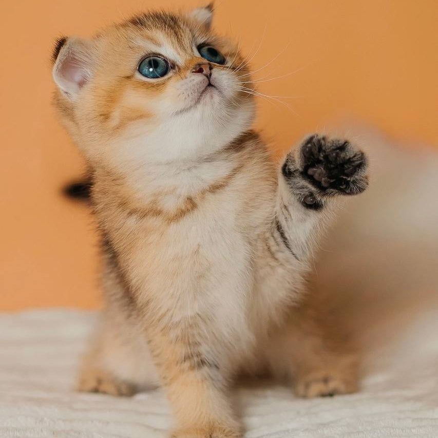 Gabby Scottish Fold female, black golden ticked tabby