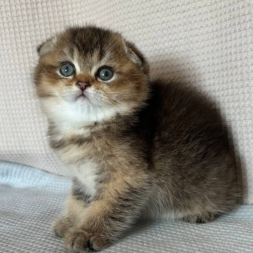 Olivia Scottish Fold female, black golden ticked tabby