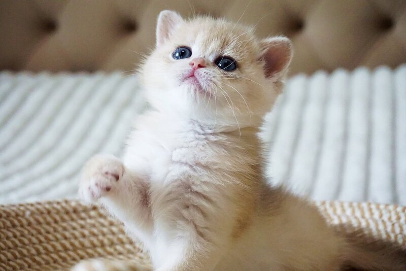 Jeni British Shorthair female, blue golden chinchilla