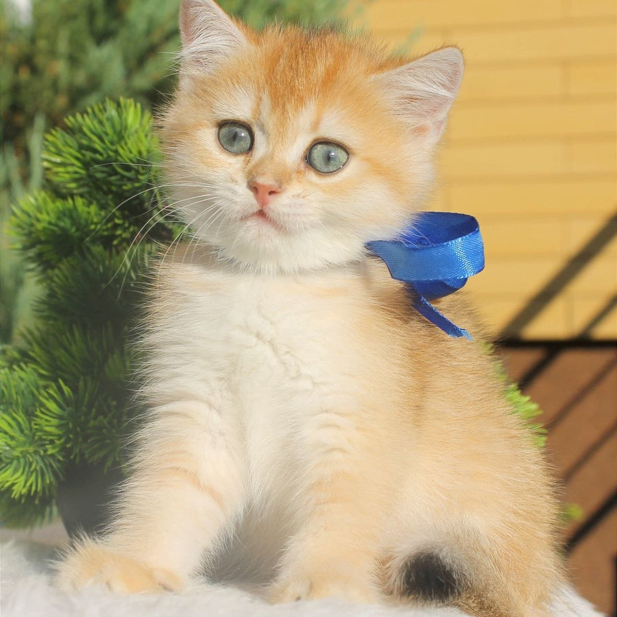 Hasan British Shorthair male, black golden shaded