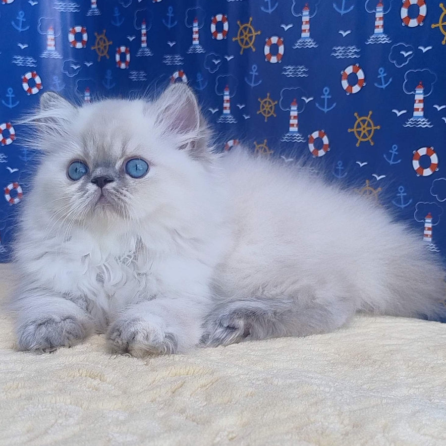 Bassi Persian female, blue pointed