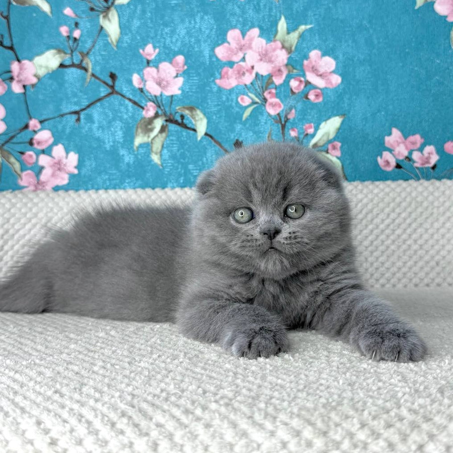 Kevin Scottish Fold male, blue
