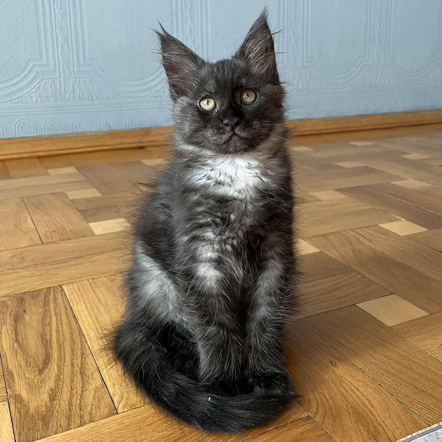 Rumi Maine Coon female, black silver