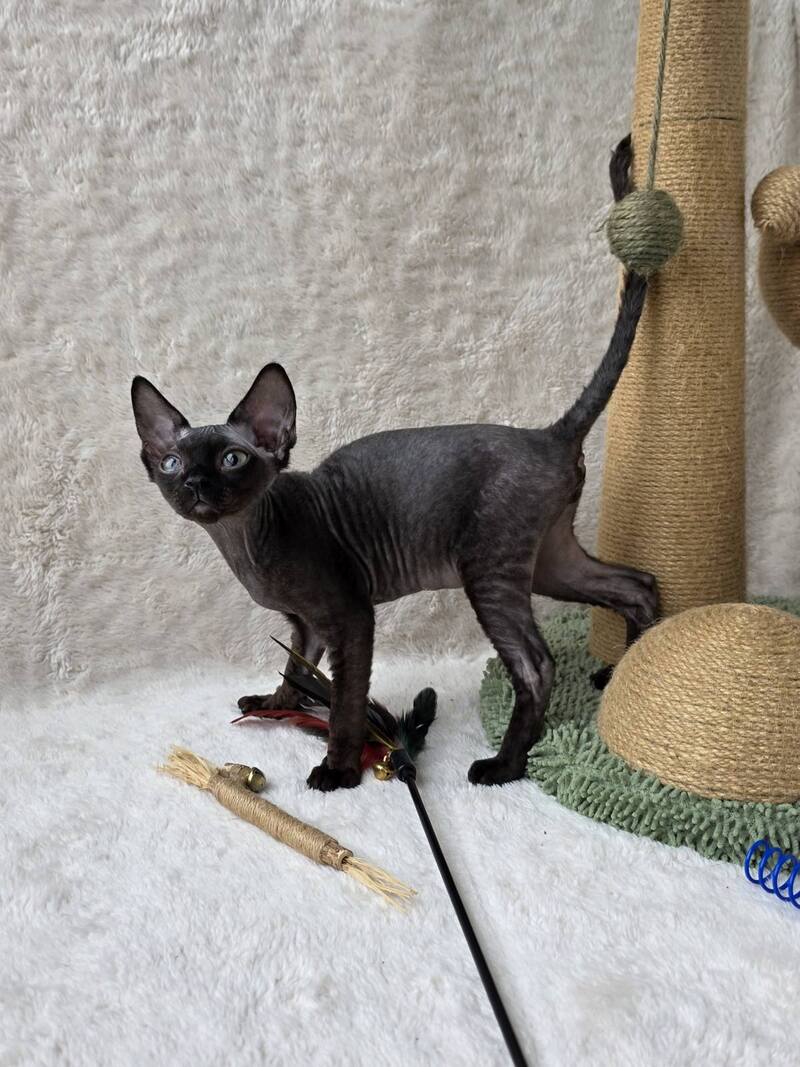 Carmensita Devon Rex female black - live animals